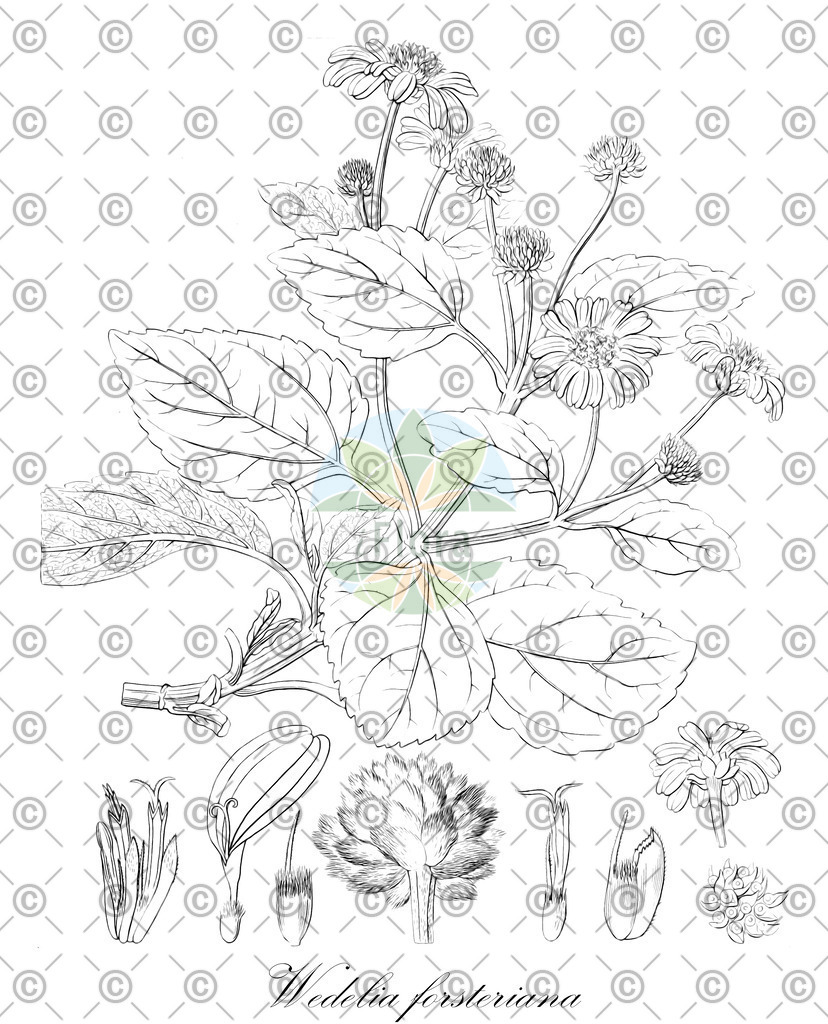 HistAbb_wfo-0001429104_1_ENZY_Simple | Historische Abbildung von Wedelia forsteriana - Asteraceae | Historical Illustration of Wedelia forsteriana - Asteraceae