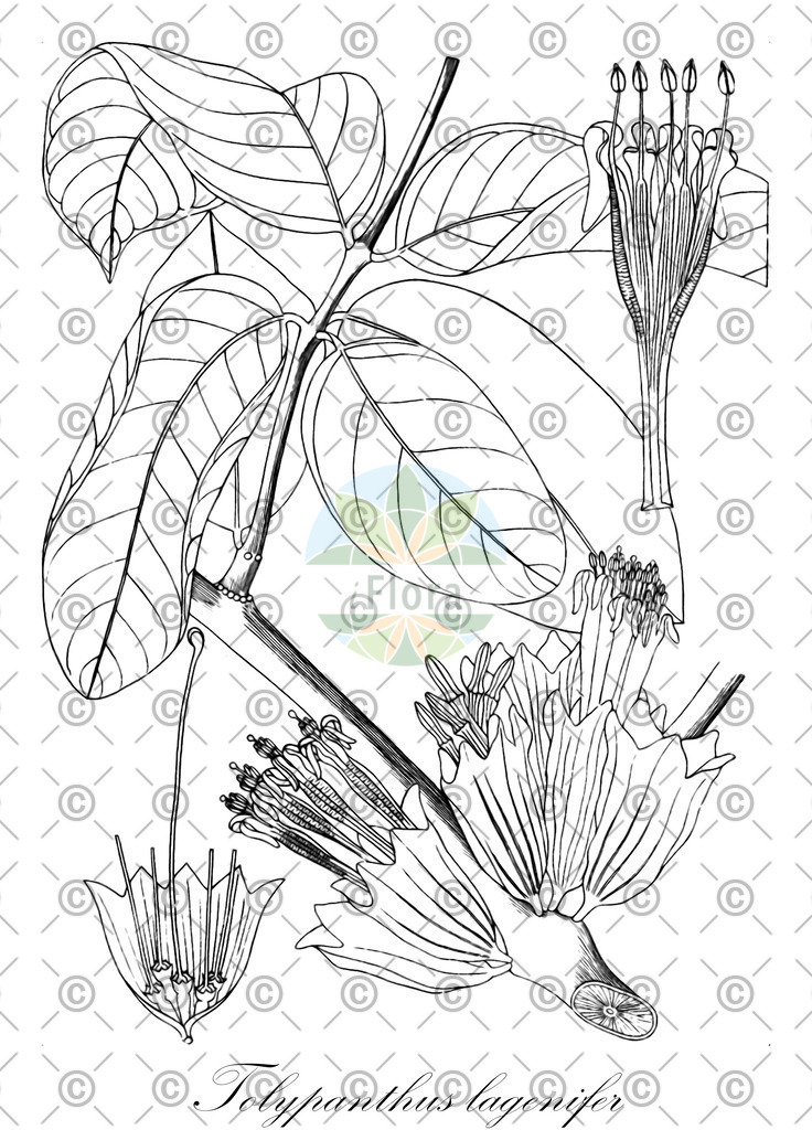 HistAbb_wfo-0001220783_1_ENZY_Simple | Historische Abbildung von Tolypanthus lagenifer - Loranthaceae | Historical Illustration of Tolypanthus lagenifer - Loranthaceae