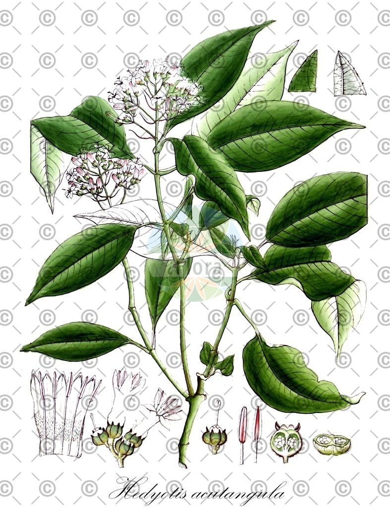 HistAbb_EMP_21399_SRC_Schlechtendal_FLORAD_SIMPLE | Historische Abbildung von Hedyotis acutangula - Rubiaceae | Historical Illustration of Hedyotis acutangula - Rubiaceae