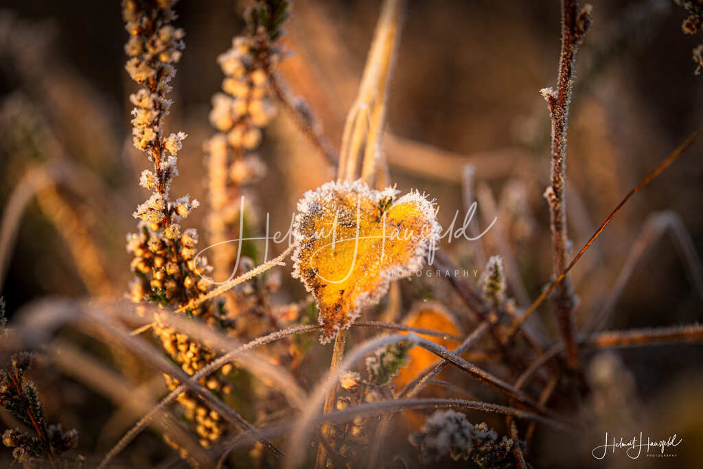 DSC04177 | Landschaftsfotografie, Naturfotografie - Realisiert mit Pictrs.com