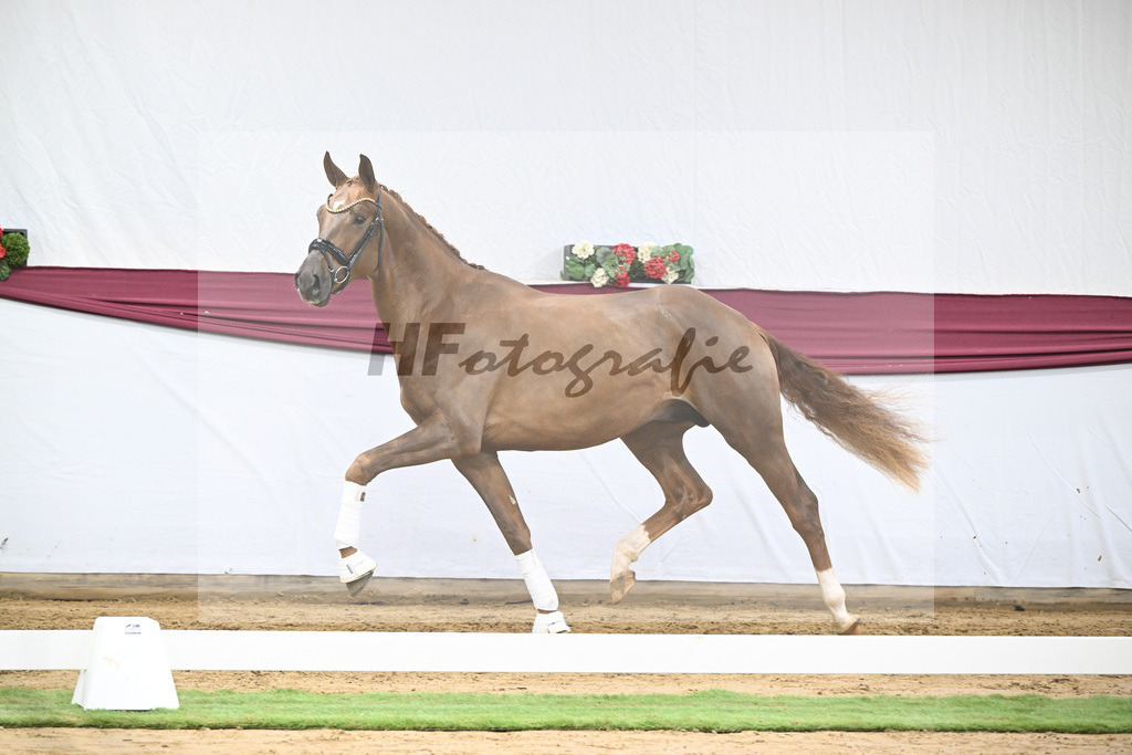 Kat-Nr. 52 Filox x Feinrich_Rothenberger Ventures GmbH_47251959 | hf-fotografie - Realisiert mit Pictrs.com