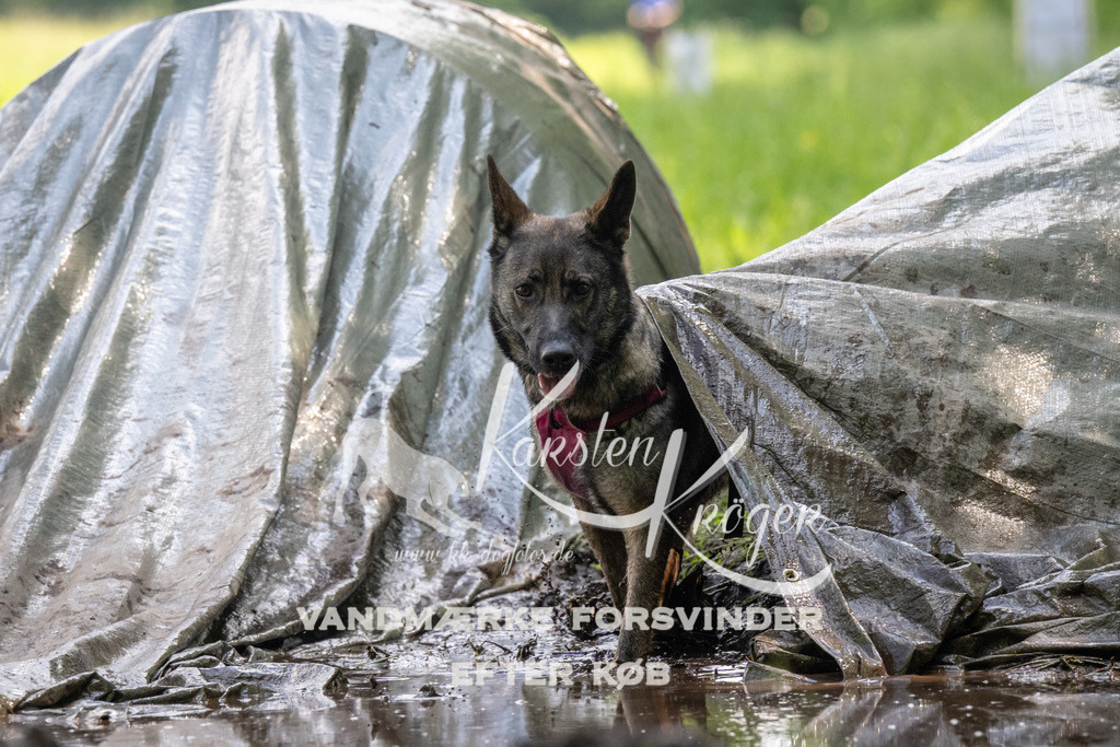 1215_ZZ91883 | kk-dogfotos