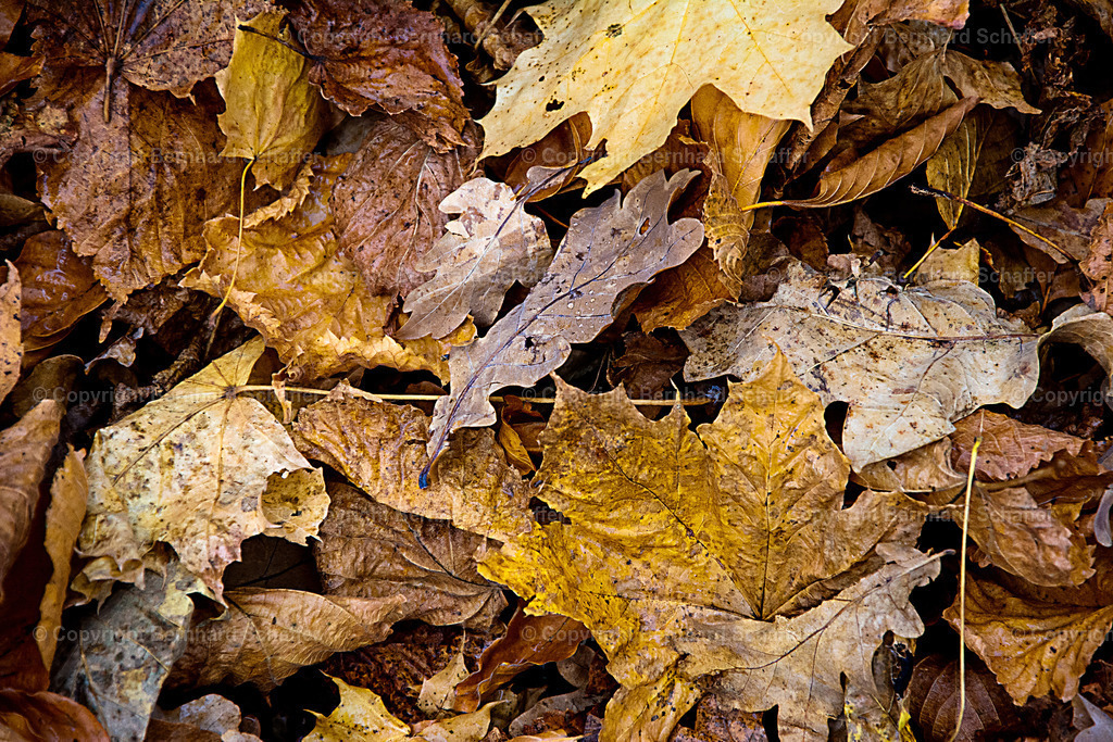 BACKDROP - Herbstlaub | Herbstliche Blätter von Bäumen liegen auf dem Boden - Realisiert mit Pictrs.com