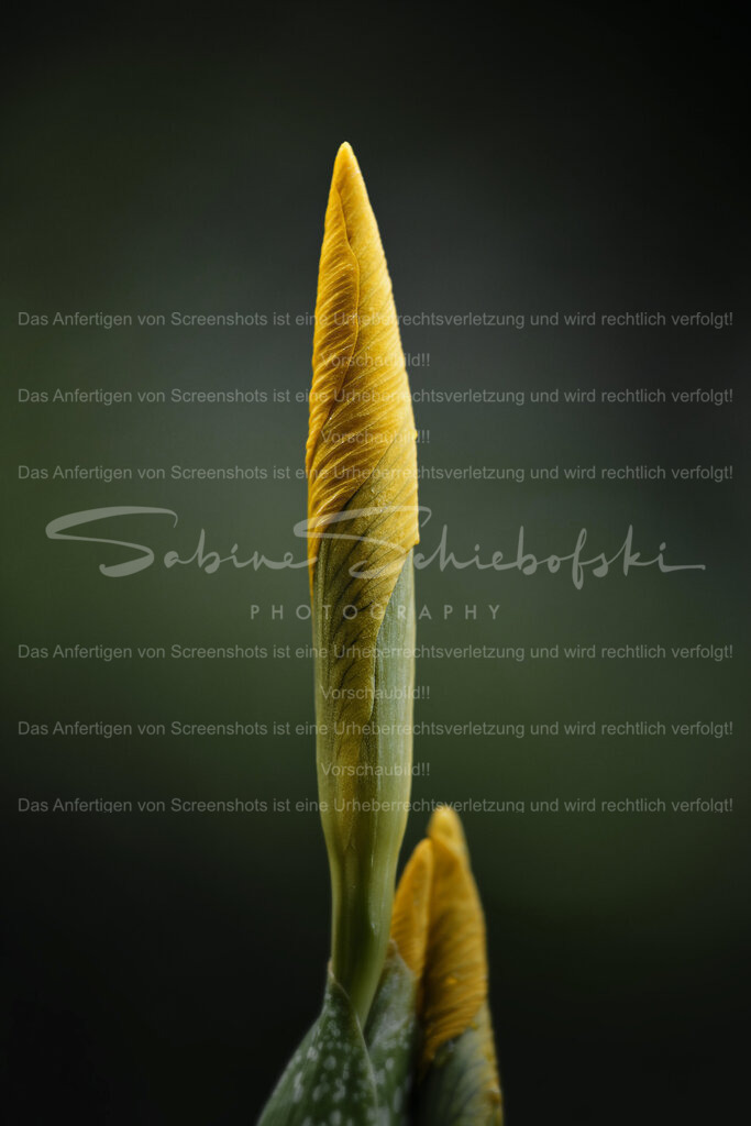 Wandbild Iris - "Perfekt gewickelt" | People- und Tierfotografie, Imageaufnahmen, Veranstaltungsfotografie und Wandbilder aus der Natur ★ Made in Germany ✔️ Druck + Downloads ✔️ Naturfotografie in Top Qualität ★ schneller Versand, weltweite Lieferung! - Realisiert mit Pictrs.com