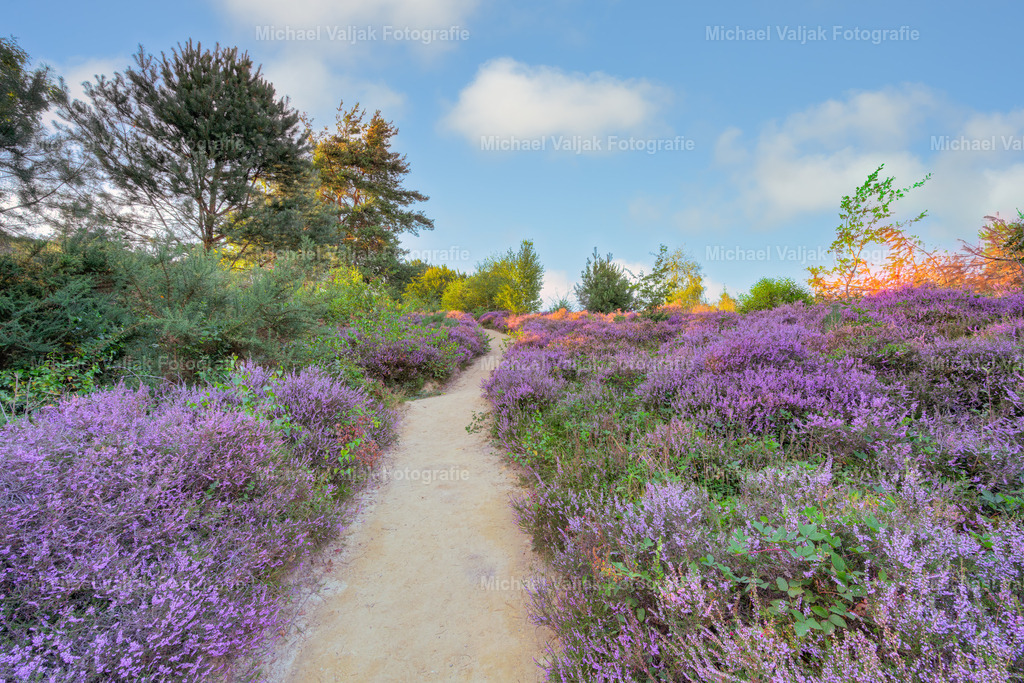 Weg durch die blühende Heidelandschaft | Ein schmaler Pfad schlängelt sich durch die blühende Heidelandschaft im Nationalpark Veluwezoom in den Niederlanden. Die Besenheide leuchtet in sattem Violett, während die spätsommerliche Sonne die Hügel in warmes Licht taucht. Der Weg lädt zum Innehalten ein – umgeben von summenden Insekten, vereinzelten Kiefern und der stillen Weite der Natur. Ein Moment der Ruhe, eingefangen in einem Bild, das nach Freiheit und Gelassenheit duftet. - Realisiert mit Pictrs.com