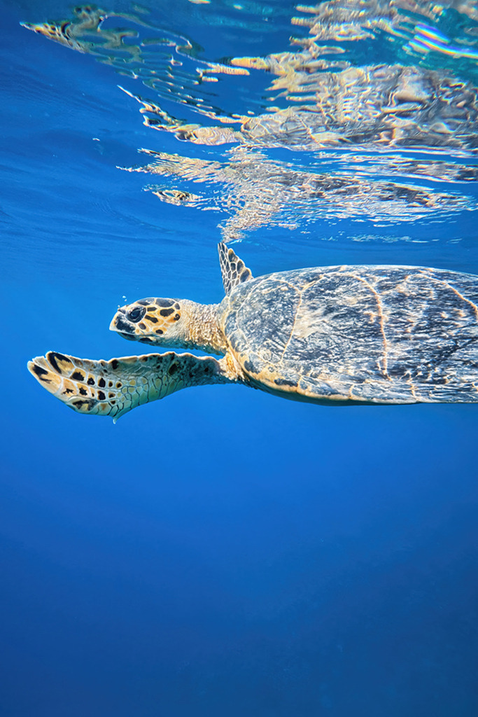 Echte Karettschildkröte | Rotes Meer | Premium-Wandbild von justsomewhere.com: Eine Echte Karettschildkröte schwimmt elegant im kristallklaren, tiefblauen Wasser des Roten Meeres in Ägypten knapp unter der von der Sonne reflektierten Wasseroberfläche. - Realisiert mit Pictrs.com