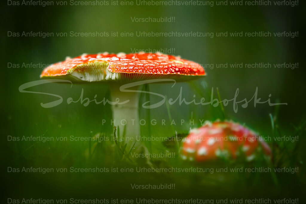 "Angebissen" | People- und Tierfotografie, Imageaufnahmen, Veranstaltungsfotografie und Wandbilder aus der Natur ★ Made in Germany ✔️ Druck + Downloads ✔️ Naturfotografie in Top Qualität ★ schneller Versand, weltweite Lieferung! - Realisiert mit Pictrs.com