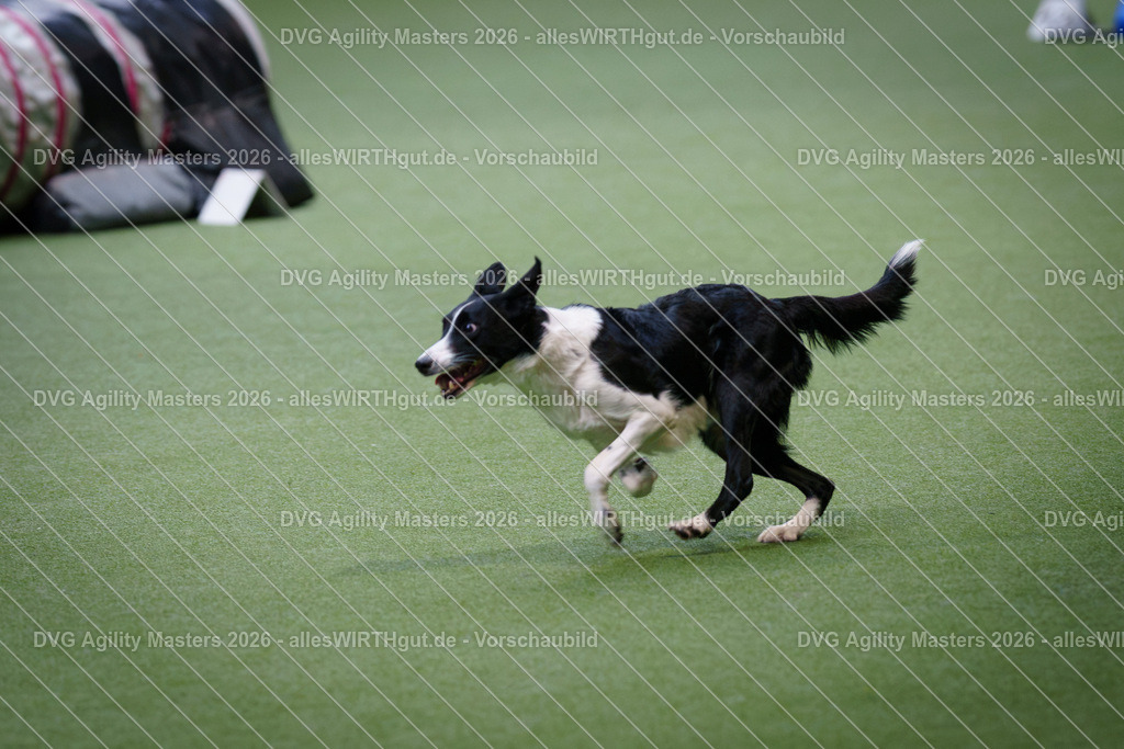 allesWIRTHgut_Tierfotografie-DVG_Agility_Masters_2026-11_00-7R500976 | Professionelle Tierfotografie in Mönchengladbach von Daniel Wirth (allesWIRTHgut). Liebevolle & natürliche Bilder von Hunden & Katzen für unvergessliche Erinnerungen.