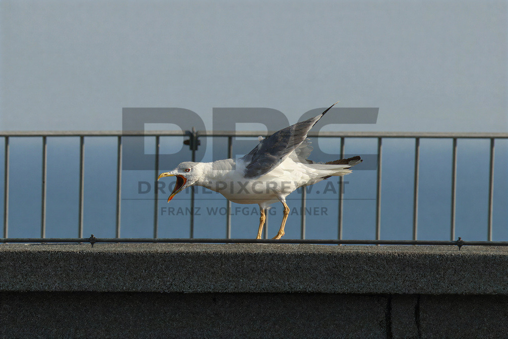 Yellow-legged Gull (Larus michahellis) | Yellow-legged Gull (Larus michahellis), a large gull species commonly found along Mediterranean coasts, rocky shorelines, harbours and coastal areas. - Realisiert mit Pictrs.com