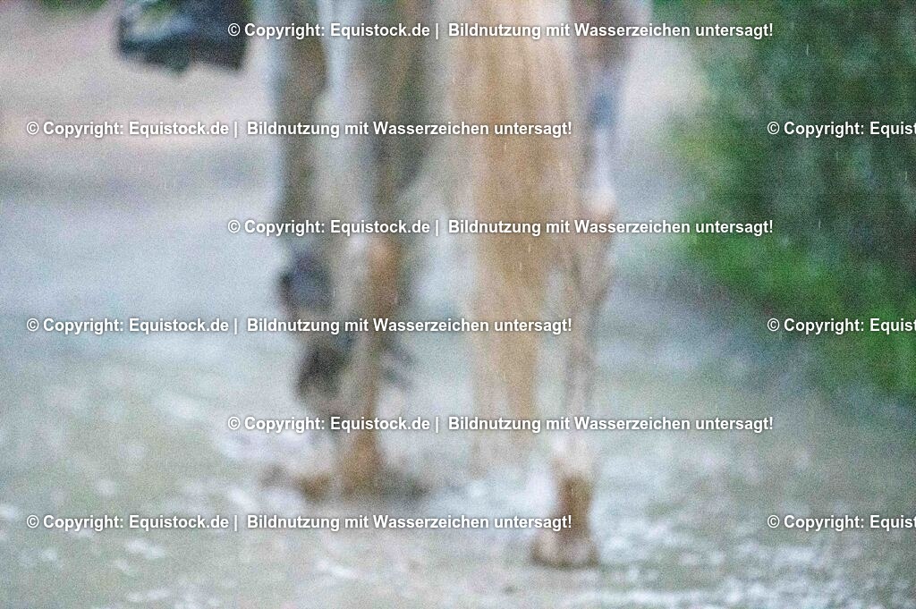 20250606_Lange-Pferdenacht_1185 | Foto: Thomas Hartig