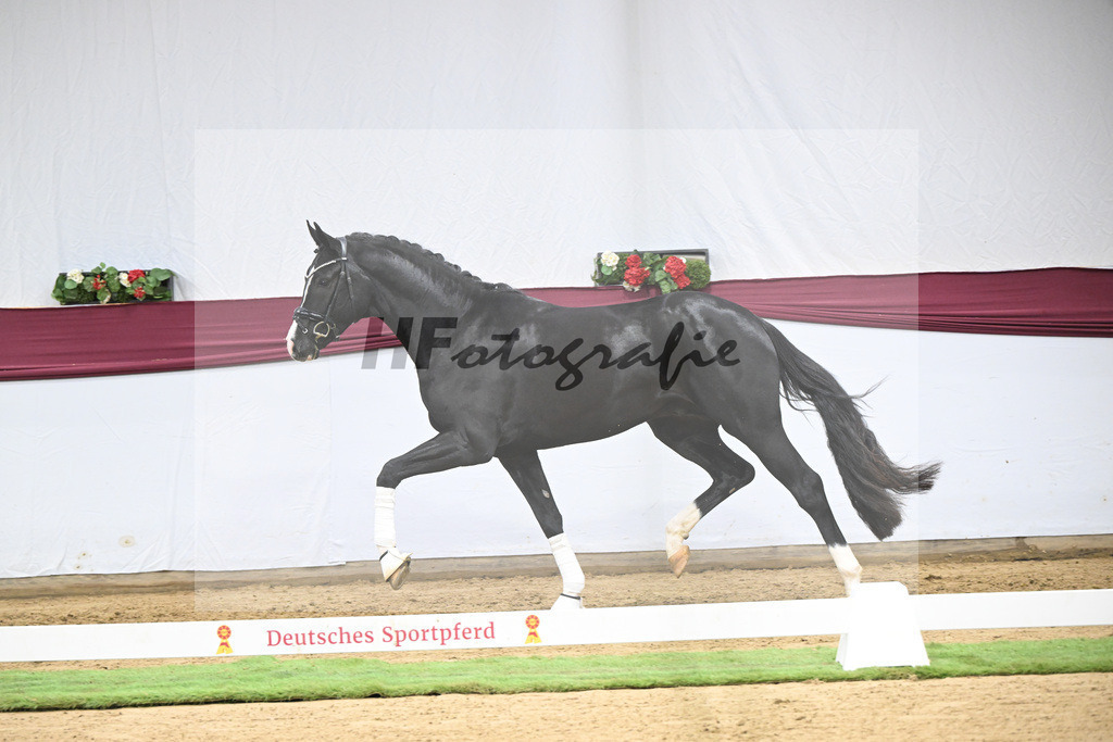 Kat-Nr. 130 Don Romance x Christ_Corinna Raedecke_47254118 | hf-fotografie - Realisiert mit Pictrs.com