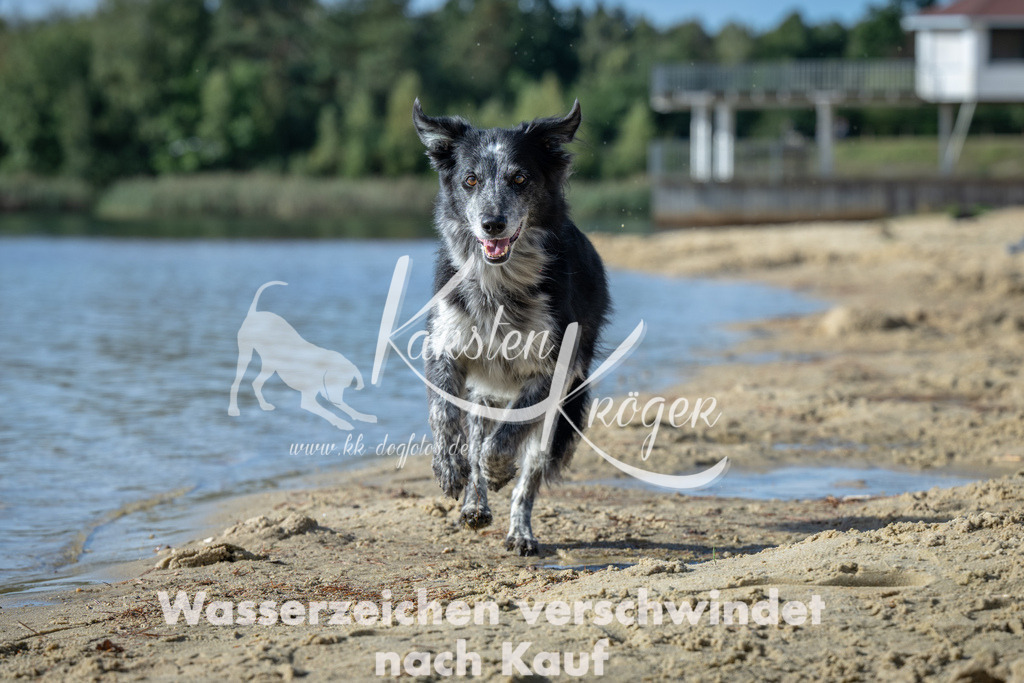 1444_ZZ91937 | kk-dogfotos