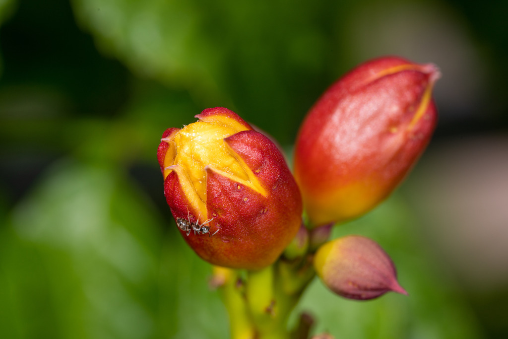 IMG_4508 | ehrlichefotos - Realisiert mit Pictrs.com