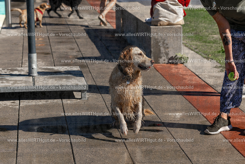 Hundeschwimmen_Volksbad_2026-allesWIRTHgut_Tierfotografie-2609061110-FAY06163 | Professionelle Tierfotografie in Mönchengladbach von Daniel Wirth (allesWIRTHgut). Liebevolle & natürliche Bilder von Hunden & Katzen für unvergessliche Erinnerungen.