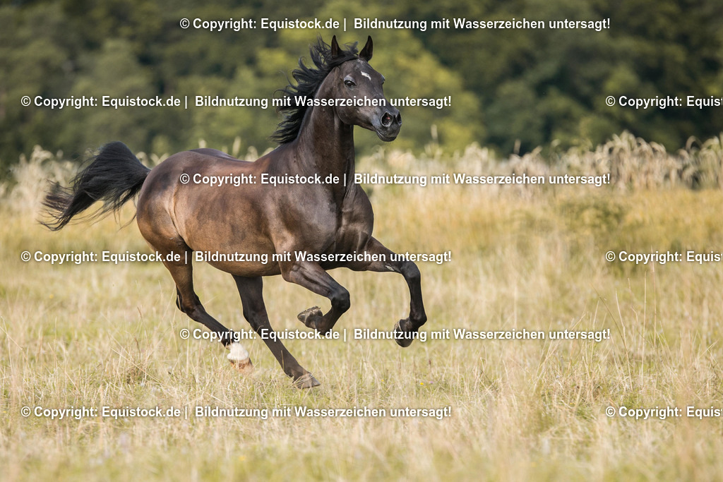 TS_20170716_Araber_Freilauf_0002 | Foto: Thomas Hartig