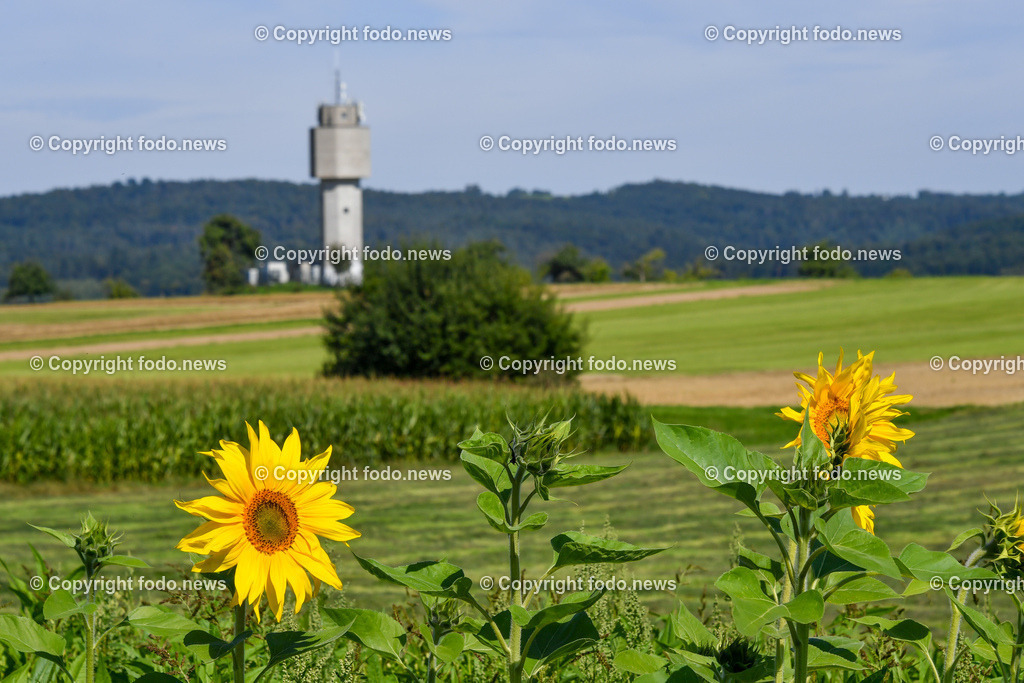 Deutschland_ Baden-Wuerttemberg_ Ebersbach an der Fils_ 11.08.2025-1 | 11.08.2025, Deutschland, GER, Baden-Wuerttemberg, Ebersbach an der Fils, im Bild Themenbild, Ebersbach-Weiler, Wasserturm, Wahrzeichen, Aussichtspunkt, historische Architektur, Wasserversorgung, Rundbau, technisches Denkmal, laendliche Umgebung, Panorama, Dorfstruktur, Ortsteil Weiler, Turmstruktur, Naherholungsgebiet, markante Silhouette, regionale Geschichte, Bauwerk, Landschaftspraegend, Sonnenblumen, Blueten, Blumen, Feature, Symbolbild