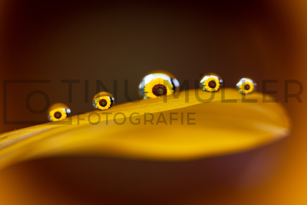 _DSC6020 | Tinu Müller Fotografie- Bildershop - Realisiert mit Pictrs.com