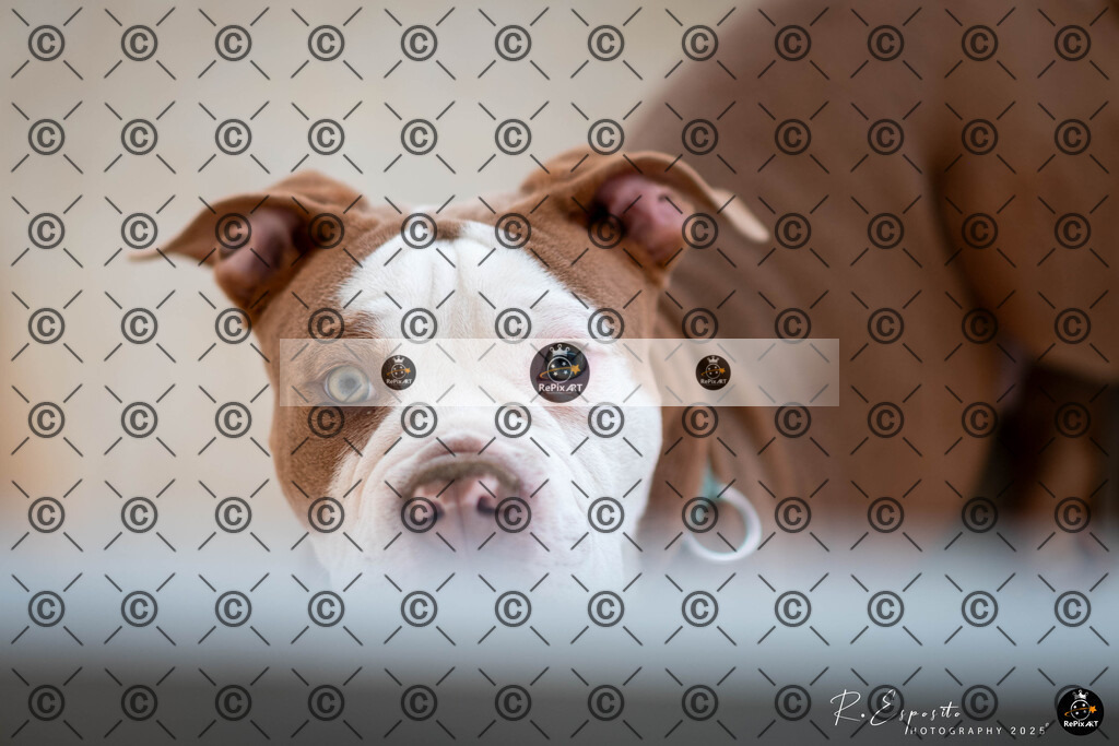 20250412_Manu-Charly_090-2 | Sport und Naturfotografie von Roberto Esposito zeigt echte Momente Bewegung und die Schönheit der Natur. Ausdrucksstarke Bilder schaffen Emotionen.