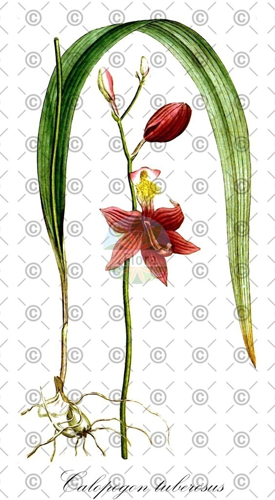 HistAbb_wfo-0000780265_2_ENZY_Simple | Historische Abbildung von Calopogon tuberosus - Orchidaceae | Historical Illustration of Calopogon tuberosus - Orchidaceae