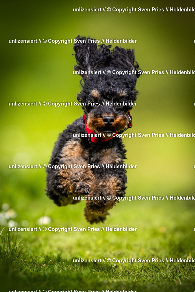 Sven Pries | 2025-04-13 - Hunderennen Baden-Baden - Realisiert mit Pictrs.com