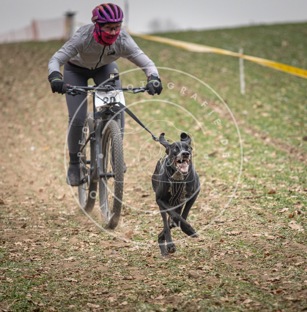 Pfotenfotografie_DV3A2302 | Hundefotografie, Tierfotograf, Pfotenfotografie, Fotoshooting Hund, Hunde Portrait, Hundesport, Hundeportraits, Heideshooting, Hunde, Sportfotograf, Hundefotograf, Turnierhundsport, THS,  - Realisiert mit Pictrs.com