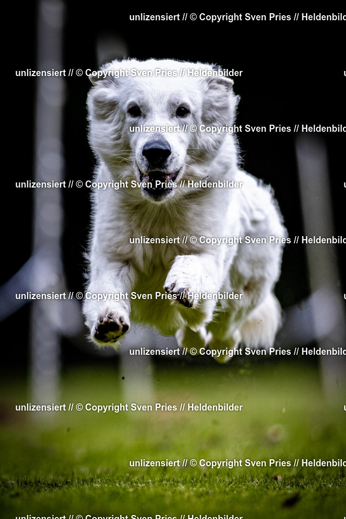 Sven Pries | 2025-10-03 - Hunderennen Obergrombach - Realisiert mit Pictrs.com