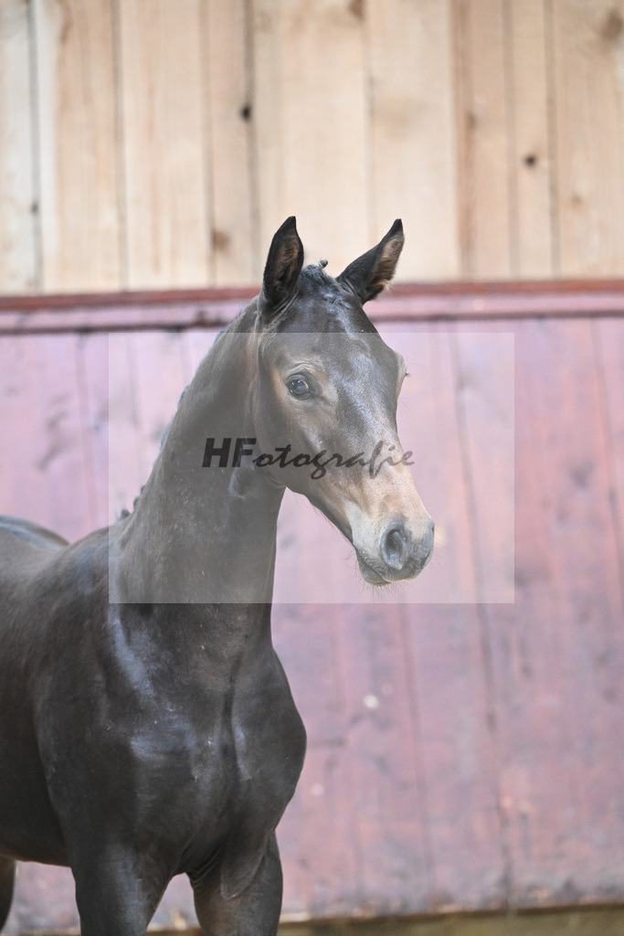 Kat-Nr. 12 HF Escaneno_Albert_26230119 | hf-fotografie - Realizzato con Pictrs.com