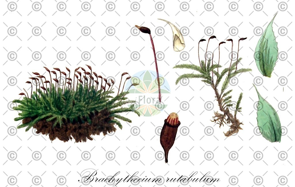 HistAbb_wfo-0001155396_1_ENZY_Simple | Historische Abbildung von Brachythecium rutabulum - Brachytheciaceae | Historical Illustration of Brachythecium rutabulum - Brachytheciaceae