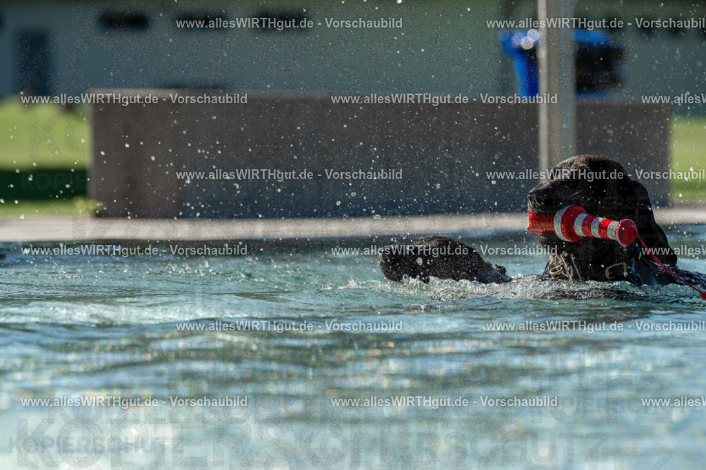 Hundeschwimmen_Volksbad_2026-allesWIRTHgut_Tierfotografie-2609061031-094138-7R508948 | Professionelle Tierfotografie in Mönchengladbach von Daniel Wirth (allesWIRTHgut). Liebevolle & natürliche Bilder von Hunden & Katzen für unvergessliche Erinnerungen.