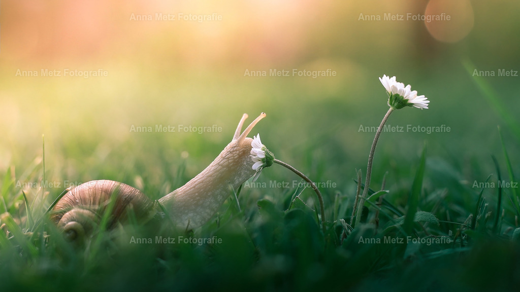Schnecke 5 | anna-metz - Realisiert mit Pictrs.com