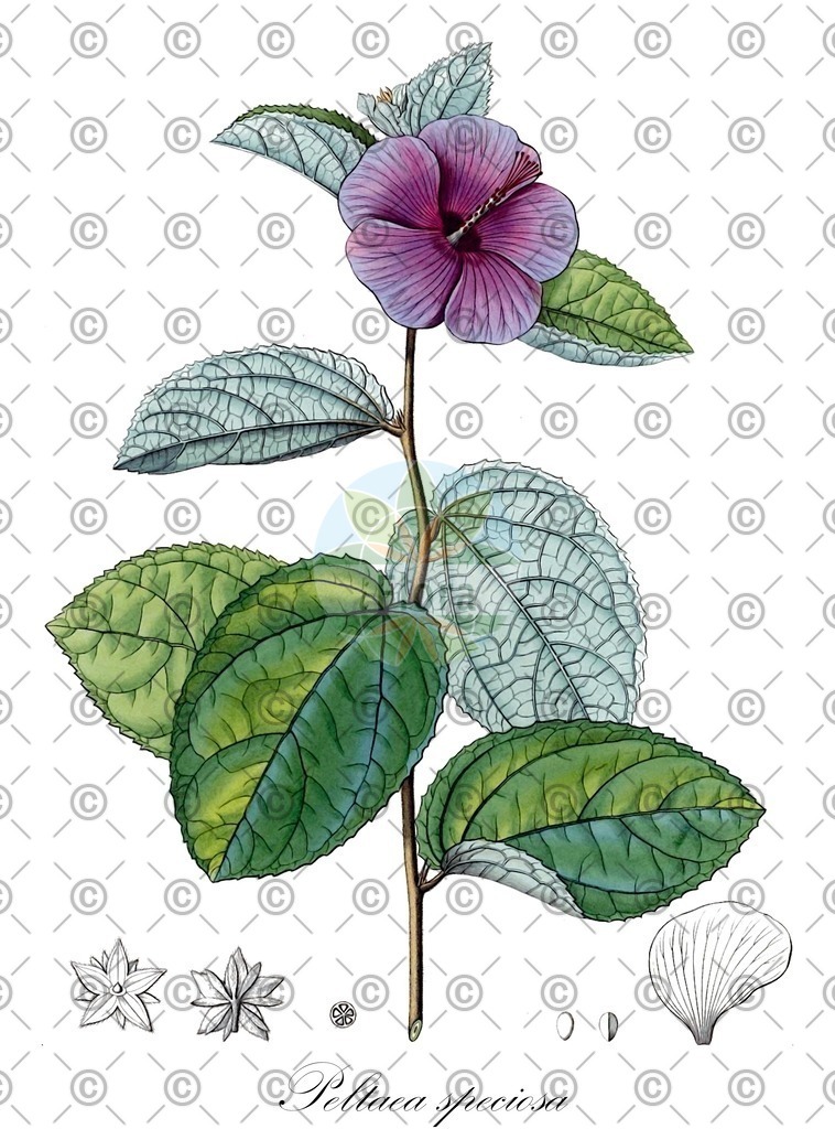 HistAbb_wfo-0001237793_1_ENZY_Simple | Historische Abbildung von Peltaea speciosa - Malvaceae | Historical Illustration of Peltaea speciosa - Malvaceae