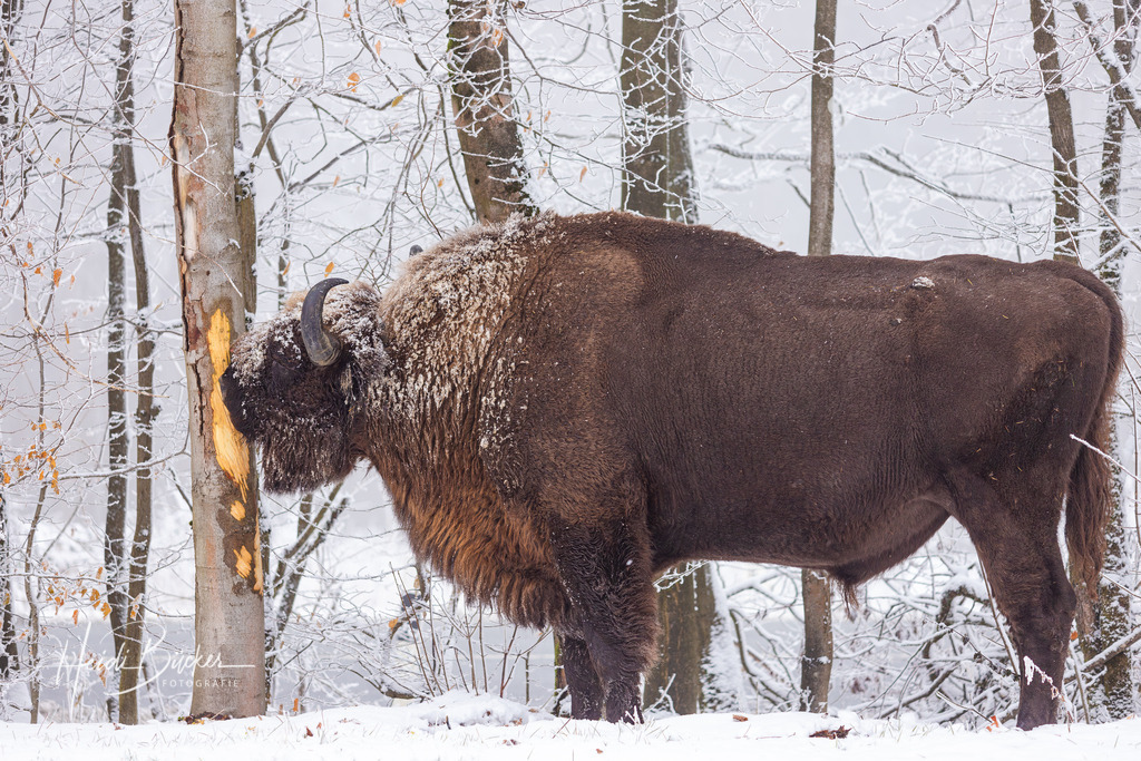 Freilebender Wisentbulle im Rothaargebirge | Freilebender Wisentbulle schält Baumrinde an einer Buche im Sauerland Rothaargebirge - Realisiert mit Pictrs.com