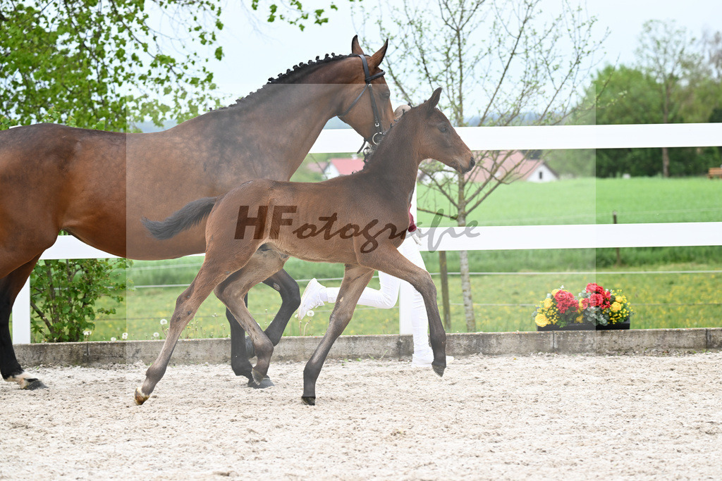 Kat-Nr. 28 HF Fair Deal x Dante Weltino_Locher_23260991 | hf-fotografie - Realisiert mit Pictrs.com