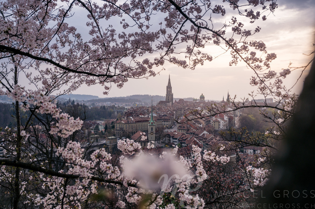 Berner Münster and oldtown framed by flowering cherry blossom trees | Die ideale Geschenkidee für Naturliebhaber. Naturbilder von Marcel Gross Photography für ihr Zuhause in den verschiedensten Formaten und Materialien. - Realisiert mit Pictrs.com
