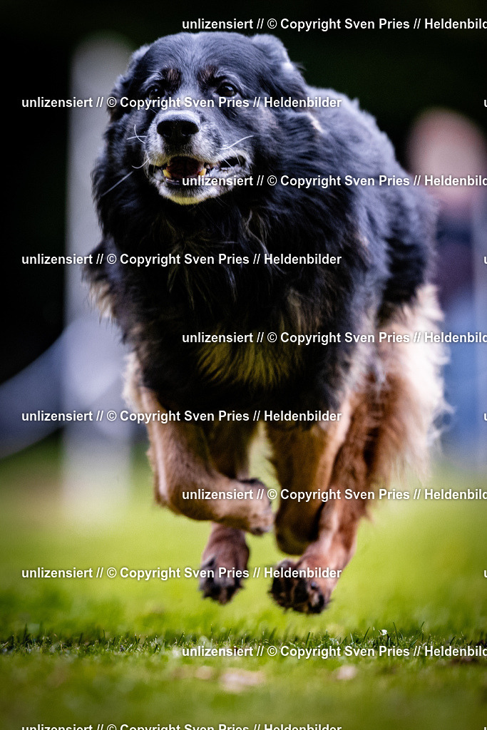 Sven Pries | 2025-10-03 - Hunderennen Obergrombach - Realisiert mit Pictrs.com