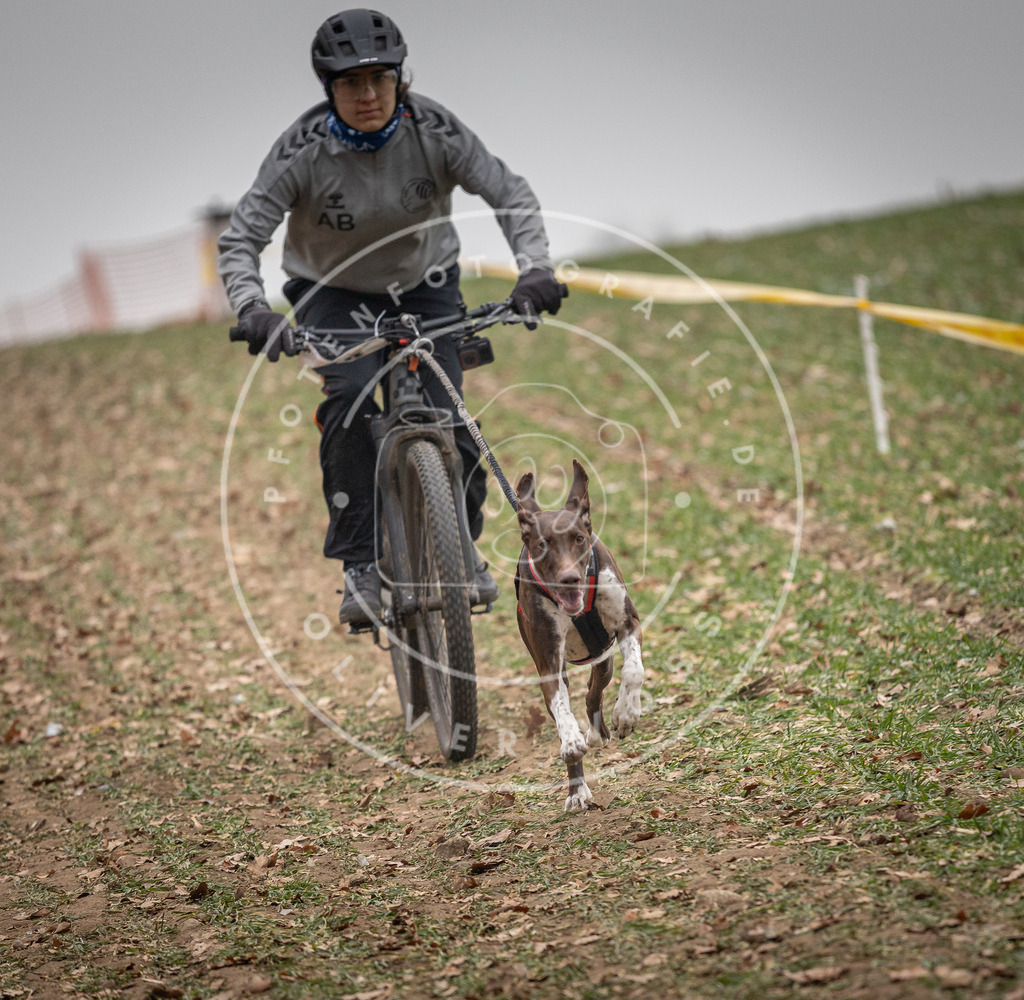 Pfotenfotografie_DV3A2467 | Hundefotografie, Tierfotograf, Pfotenfotografie, Fotoshooting Hund, Hunde Portrait, Hundesport, Hundeportraits, Heideshooting, Hunde, Sportfotograf, Hundefotograf, Turnierhundsport, THS,  - Realisiert mit Pictrs.com
