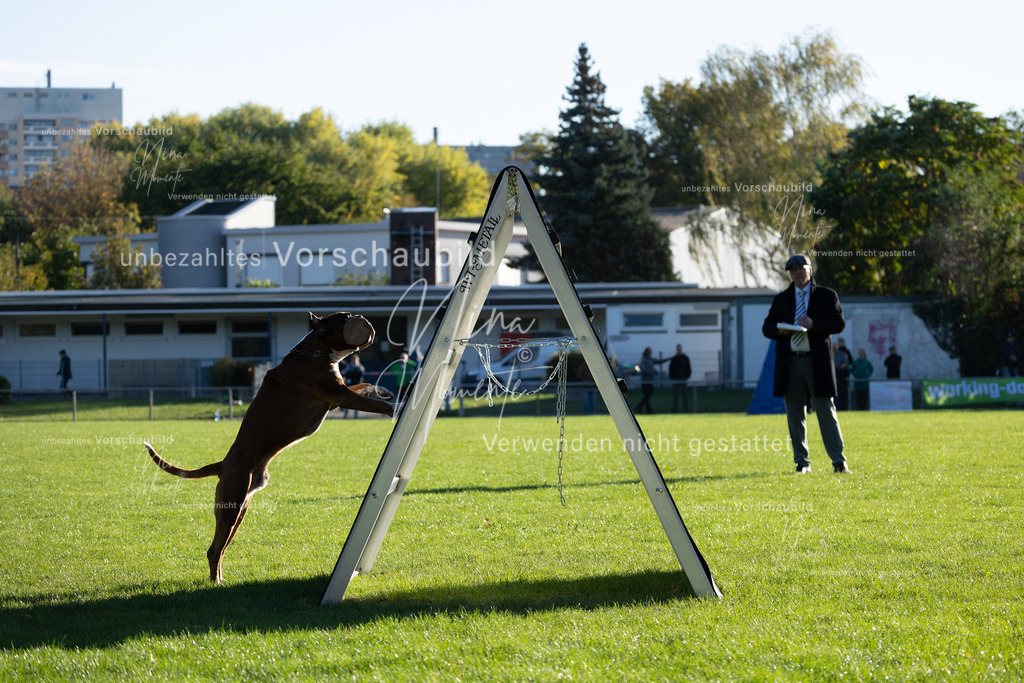 _16A4860 | Einzigartige Fotos von Hunden & Menschen –Actionfotos, Portraits, Vereinsaufnahmen & Paarshootings – authentisch, lebendig & mit Herz.