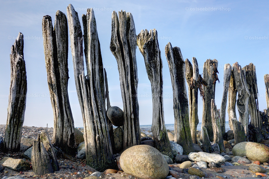Parade der alten Holzfiguren | Durch Witterung, Frost und Salzwasser ausgemergelte, gesplitterte und abgeschliffene Holzpfähle scharen runde Ostseesteine um sich herum.