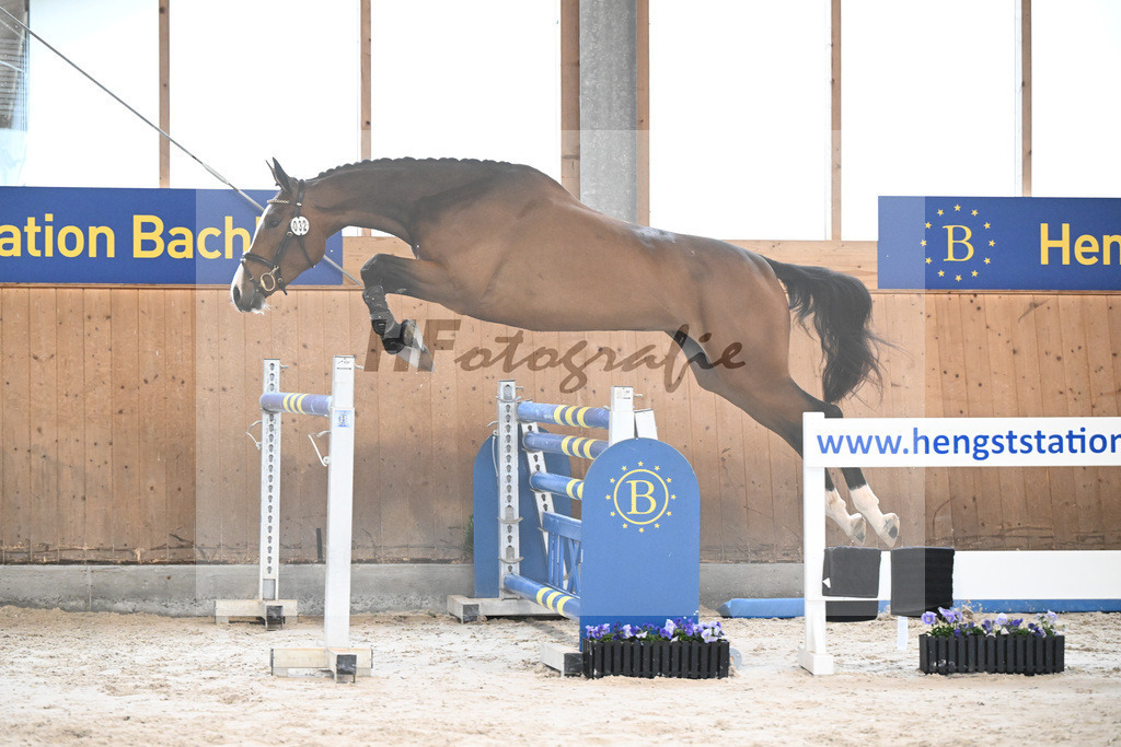Kat-Nr. 32 Annabelle NZ v. Aganix Du Seigneur_Kistner_7240102 | hf-fotografie - Realisiert mit Pictrs.com