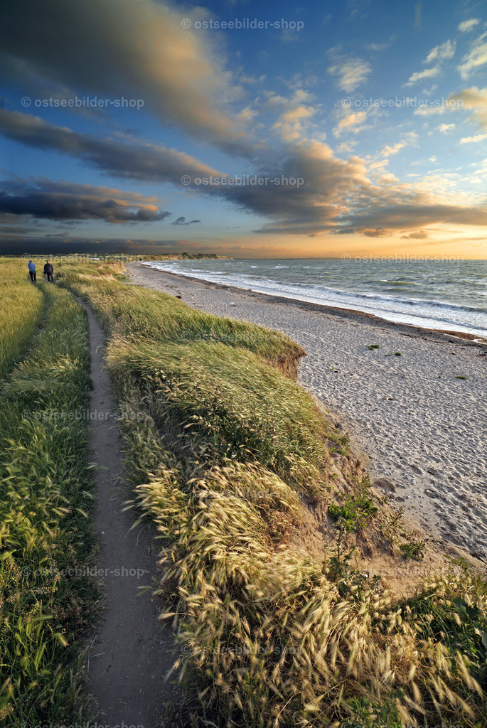 Abendspaziergang an der Ostseeküste | Ein Pfad führt durch Strandgräser hindurch über das Steilufer. Der Westwind bewegt die Halme rhythmisch landeinwärts.