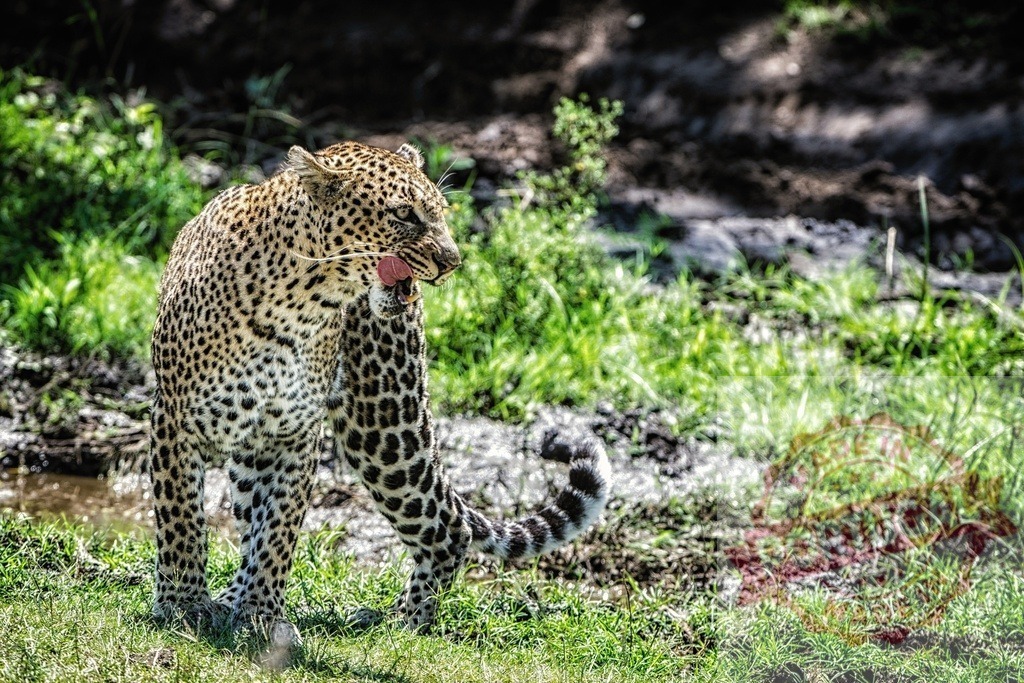 Leopard cleaning paw with tongue in natural habitat | Leopard licking its paw while standing in green grass and muddy water - Realized with Pictrs.com