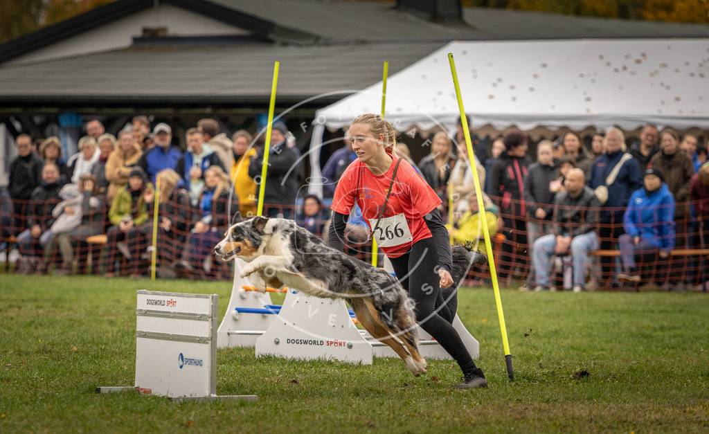 Pfotenfotografie_DV3A7530 | Hundefotografie, Tierfotograf, Pfotenfotografie, Fotoshooting Hund, Hunde Portrait, Hundesport, Hundeportraits, Heideshooting, Hunde, Sportfotograf, Hundefotograf, Turnierhundsport, THS,  - Realisiert mit Pictrs.com