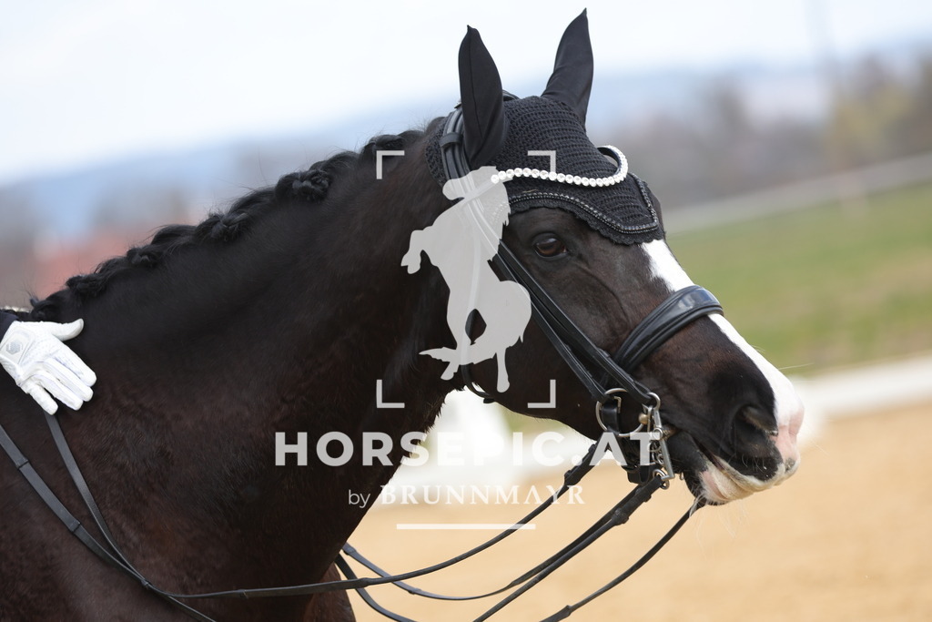 0P6A6658 | Willkommen bei Brunnmayr - Design & Fotografie – Ihrem Spezialisten für Reitturniere und Pferdeveranstaltungen in Oberösterreich, Salzburg und Bayern! Seit über 17 Jahren sind wir leidenschaftlich dabei.