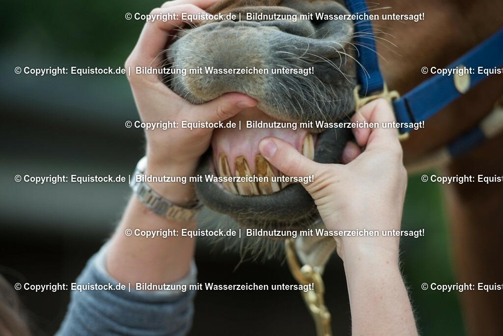 20180516_Vitalfunktionen_Pferd_0027 | equistock