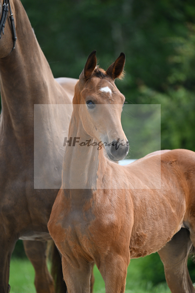 Sir Gribaldi x Florencio I_SF_Gestuet Greim_20240802 | hf-fotografie - Realisiert mit Pictrs.com