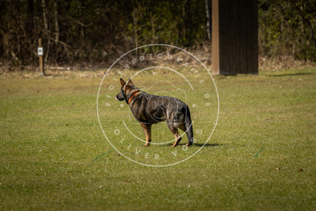Pfotenfotografie_DV3A0827 | Hundefotografie, Tierfotograf, Pfotenfotografie, Fotoshooting Hund, Hunde Portrait, Hundesport, Hundeportraits, Heideshooting, Hunde, Sportfotograf, Hundefotograf, Turnierhundsport, THS,  - Realisiert mit Pictrs.com