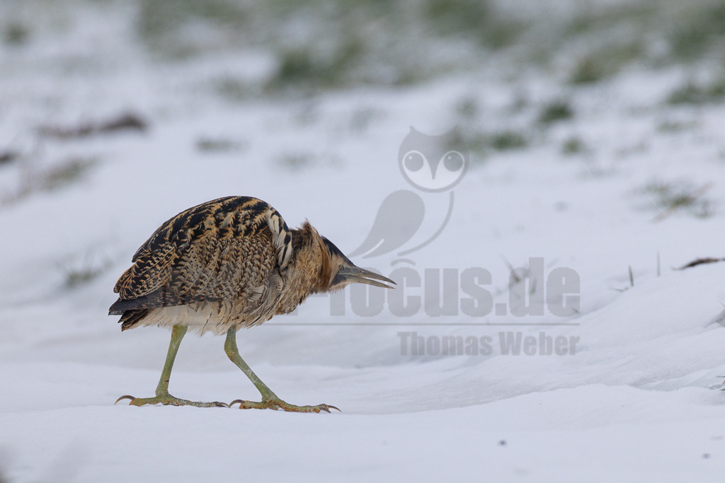 R5M22109_20260111 | Eine Rohrdommel (Botaurus stellaris) steht auf einer schneebedeckten Fläche in Eemnes, Niederlande. Das Gefieder des Vogels mit seinen braunen und schwarzen Flecken bietet eine hervorragende Tarnung, auch wenn es sich vom weißen Schnee abhebt. Der Vogel blickt nach rechts, sein langer Schnabel ist leicht geöffnet. Im Hintergrund sind unscharfe, schneebedeckte Pflanzenreste zu erkennen, die auf ein Feuchtgebiet oder Schilfgebiet hindeuten. Die Szene fängt die winterliche Atmosphäre im Januar ein. - Realisiert mit Pictrs.com