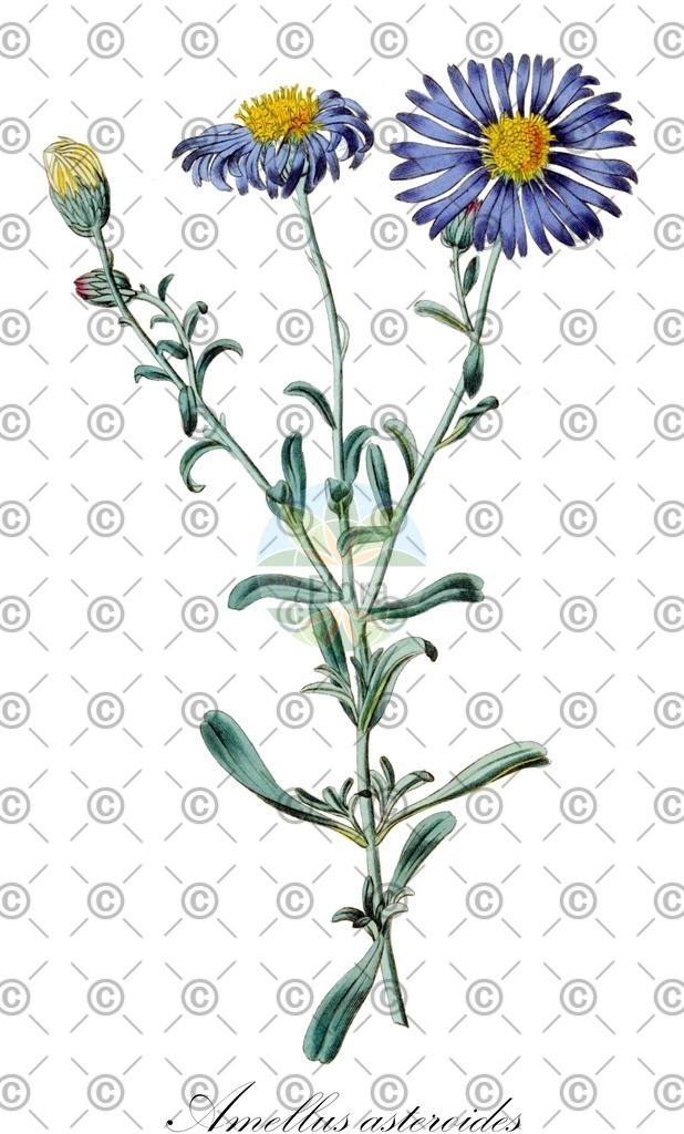HistAbb_wfo-0000115592_1_ENZY_Simple | Historische Abbildung von Amellus asteroides - Asteraceae | Historical Illustration of Amellus asteroides - Asteraceae