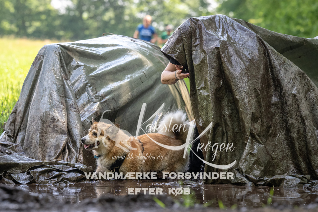 1201_ZZ90996 | kk-dogfotos