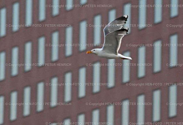 20230706-6455-hauptbahnhof-HEN-FOTO | 06.07.2023 Möwe vor einem Hochhaus am Main vorbeifliegend (Foto: Peter Henrich) - Realisiert mit Pictrs.com